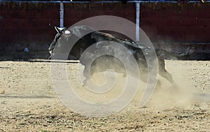 Bull in bullfighting ring