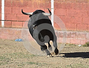 Bull in bullfighting ring