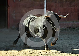 Bull in bullfighting ring