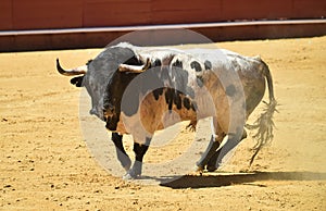 Bull in the bullring with big horns in spain