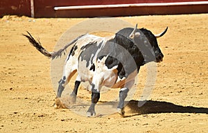 Bull in the bullring with big horns in spain
