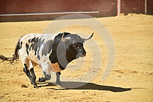 Bull in the bullring with big horns in spain