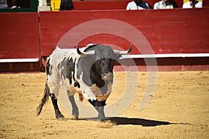 Bull in the bullring with big horns in spain