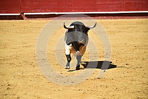 Bull in the bullring with big horns in spain