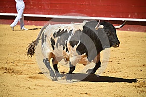 Bull in the bullring with big horns in spain