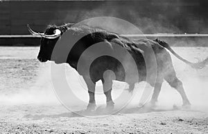 Bull in bullring in spain