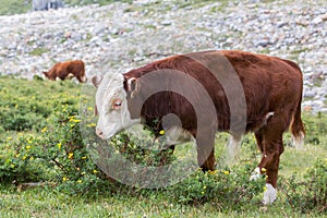 Bull-calf