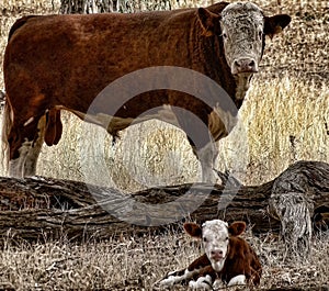 Bull and Calf