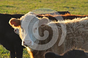 A bull calf face on fringed with evening light