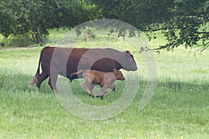 Bull and calf in a green pasture, beef cattle sire and baby