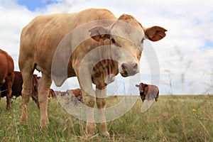 Bull Calf and herd
