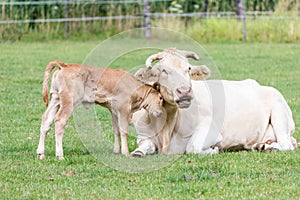 Bull calf hugging mother cow in green meadow