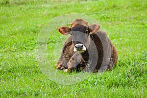 Bull-calf on a spring pasture at rainy day