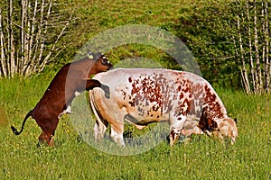 Bull calf trying to try its drifts on father