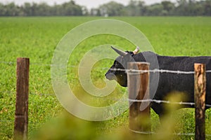 Bull of Camargue in field photo