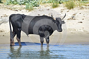 Bull of Camargue in France