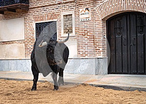 Bull bravo together in the foreground during the celebration of the Spanish lockdown photo