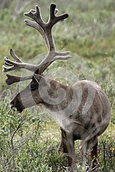 Bull Caribou
