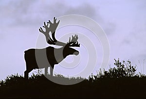 Bull Caribou Silhouette