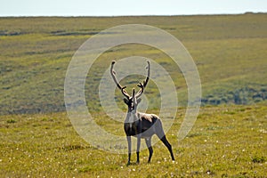 Bull Caribou photo