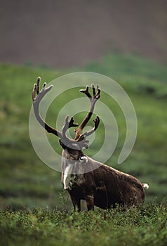 Bull Caribou in Velvet