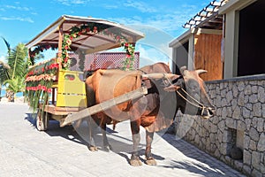 Bull carriage in Seychelles