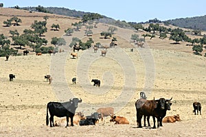 Bull cattle black toro in southern Spain photo