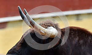 Bull in the cattle farm in spain