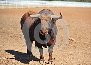 Bull in the cattle farm in spain