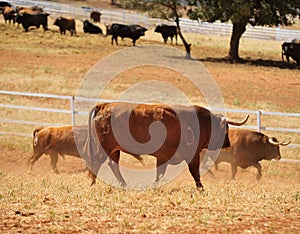 Bull in the cattle farm in spain