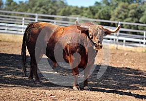 Bull in the cattle farm in spain