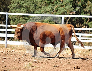Bull in the cattle farm in spain