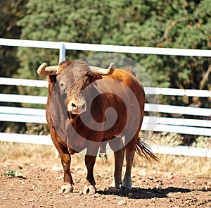 Bull in the cattle farm in spain