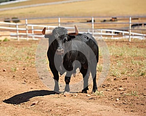 Bull in the cattle farm in spain