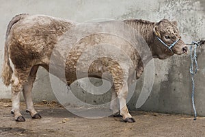 Bull chained to wall with rope
