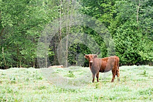 Bull in country pasture photo