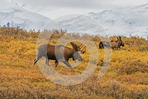 Bull and Cow Alaska Yukon Moose