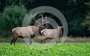 Bull and Cow Elk Portrait