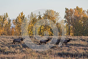 Bull and Cow Elk in Rut in Autumn