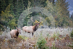 Bull and cow elks (Cervus canadensis) in the forest