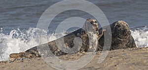 Bull and Cow Grey Seal on Beach