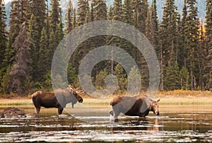 Bull and Cow Moose