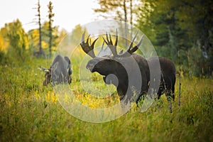 Bull and Cow Moose