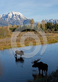 Bull cow moose courting in water under mountain