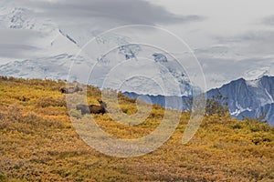 Bull and Cow Moose in Denali National Park