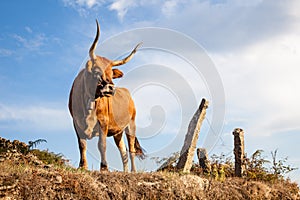 Bull, cow on pasture