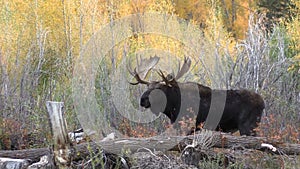 Bull and Cow Shiras Moose in Fall Rut