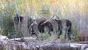 Bull and Cow Shiras Moose in the Fall Rut