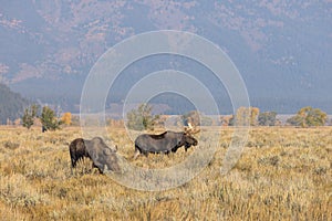 Bull and Cow Shiras Moose in Rut in Wyoming in Fall