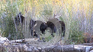 Bull and Cow Shiras Moose Rutting in Fall